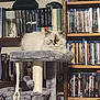 Bella is registered to the contest to win money with this photo: animal, books, bookshelf, cat, cat_tree, cozy, dvds, feline, fluffy_cat, furniture, gray, gray_cat_tree, home, indoor, leisure, living_room, pet, resting_cat, shelf, white