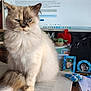 Bella is registered to the contest to win money with this photo: baby_yoda, book, cat, computer_screen, curious, desk, feline, figurine, fluffy, frame, home_office, indoor, notebook, office, pen, photograph, sitting, snack, window_light, workspace