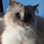 Bella joined the competition — help win amazing prizes! animal, blue_background, cat, close_up, curious, cute, domestic_cat, ears, eyes, face, feline, fluffy, indoor, long_hair, muzzle, nose, pet, portrait, soft_fur, whiskers