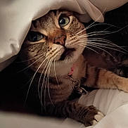 Chicaloca joined the competition — help win amazing prizes! cat, tabby_cat, close_up, whiskers, green_eyes, collar, bell, blanket, bedding, cozy, indoor, pet, fur, paws, portrait, cute, sleepy, curious, brown_stripes, soft_lighting