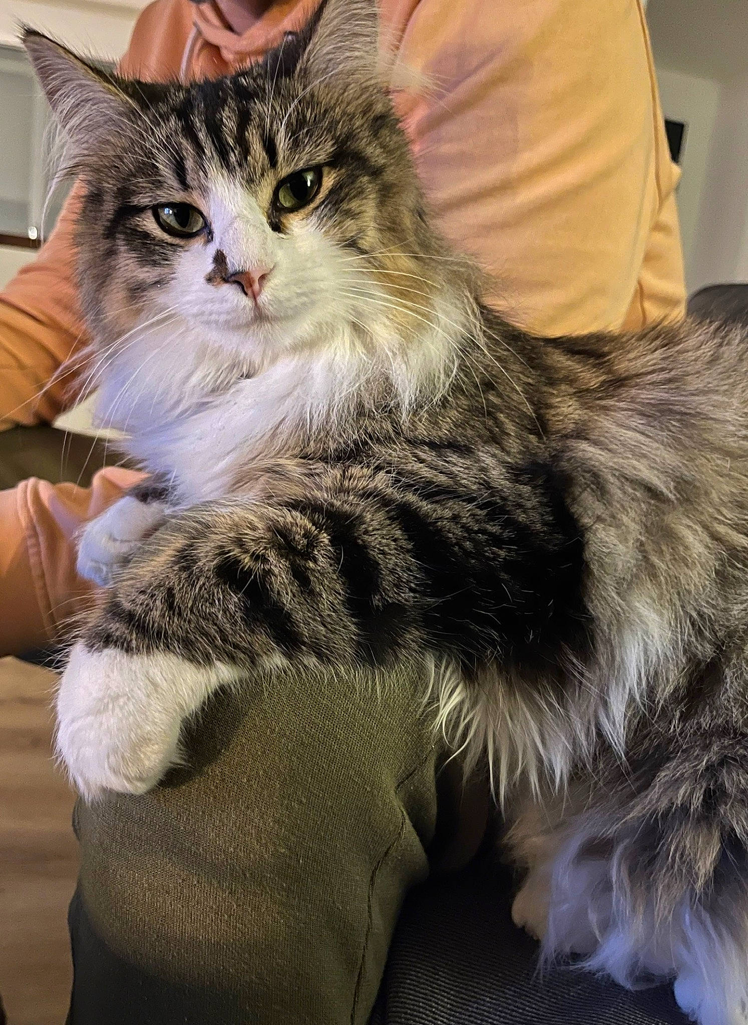 Hermione participe au concours pour gagner de l'argent avec cette photo : carnivore, cat, claw, comfort, domestic_short_haired_cat, felidae, fur, gesture, hug, lap, nail, paw, sitting, small_to_medium_sized_cats, snout, tail, whiskers