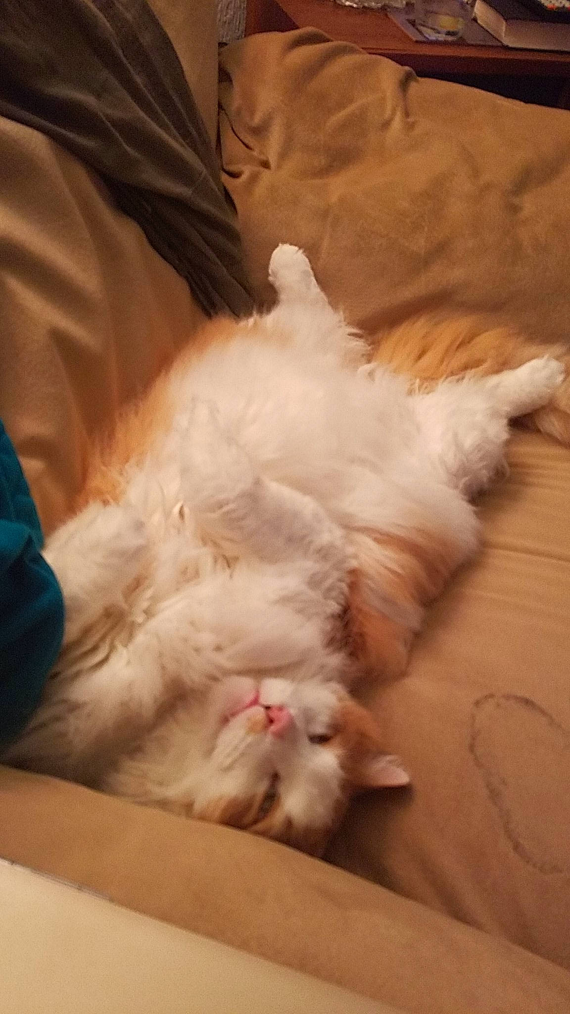 Motorboat is registered to the contest to win money with this photo: canidae, carnivore, cat, claw, comfort, companion_dog, dog_breed, eye, fawn, felidae, foot, fur, hardwood, paw, small_to_medium_sized_cats, snout, sporting_group, tail, whiskers, wood