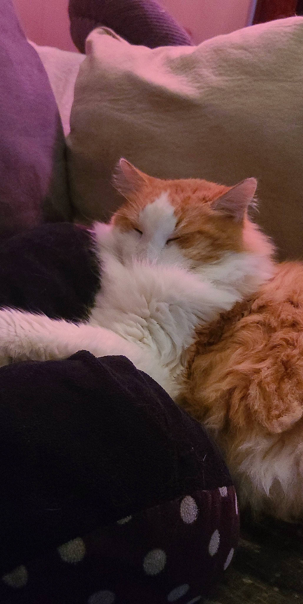 Motorboat joined the competition — help win amazing prizes! bed, carnivore, cat, claw, cloud, comfort, domestic_short_haired_cat, fawn, felidae, fur, human_leg, nap, paw, sleep, small_to_medium_sized_cats, snout, tail, tints_and_shades, whiskers, wood