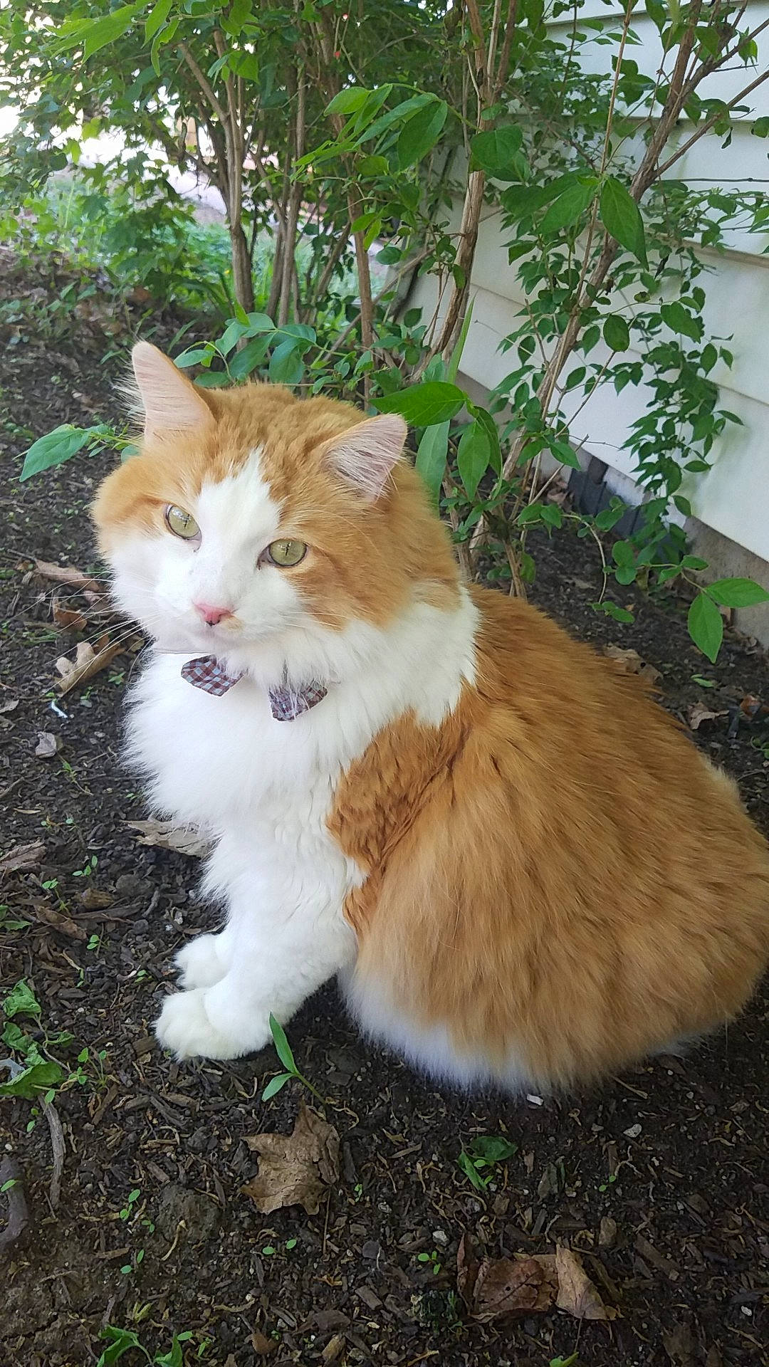 Motorboat joined the competition — help win amazing prizes! carnivore, cat, claw, companion_dog, domestic_short_haired_cat, eye, fawn, felidae, fur, grass, plant, sitting, small_to_medium_sized_cats, snout, tail, terrestrial_animal, tree, whiskers, wildlife, wood