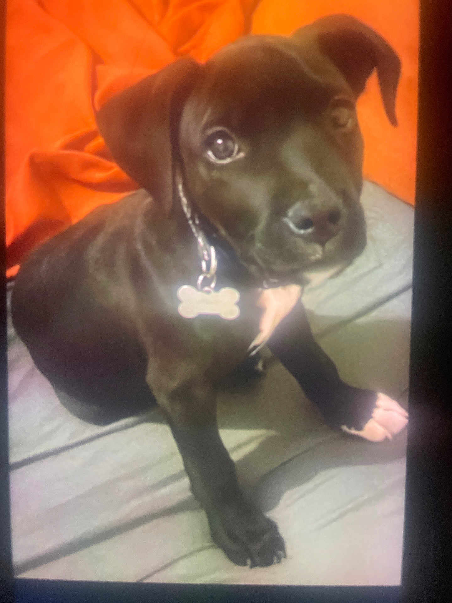 Aïko a rejoint le concours — aidez-le/la à gagner de superbes lots ! puppy, dog, black_dog, collar, bone_tag, white_paw, white_chest, pet, animal, cute, young_dog, indoor, orange_background, gray_surface, sitting, looking_up, fur, ears, nose, paw