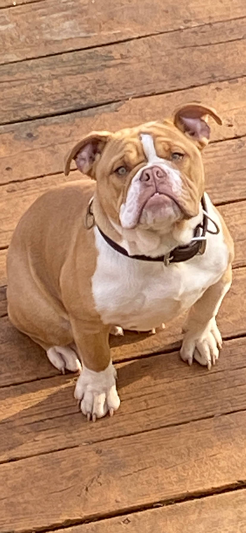 Romeo is registered to the contest to win money with this photo: beige, brown, bulldog, carnivore, collar, dog, dog_breed, dog_collar, fawn, floor, flooring, hardwood, laminate_flooring, liver, olde_english_bulldogge, snout, tan, wood, wood_flooring, wood_stain