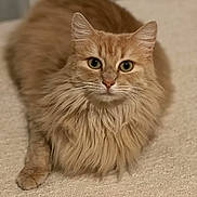 Nala a rejoint le concours — aidez-le/la à gagner de superbes lots ! cat, orange_cat, fluffy, long_hair, pet, animal, feline, lying_down, indoor, blanket, texture, close_up, portrait, whiskers, ears, eyes, paw, cozy, relaxed, curious