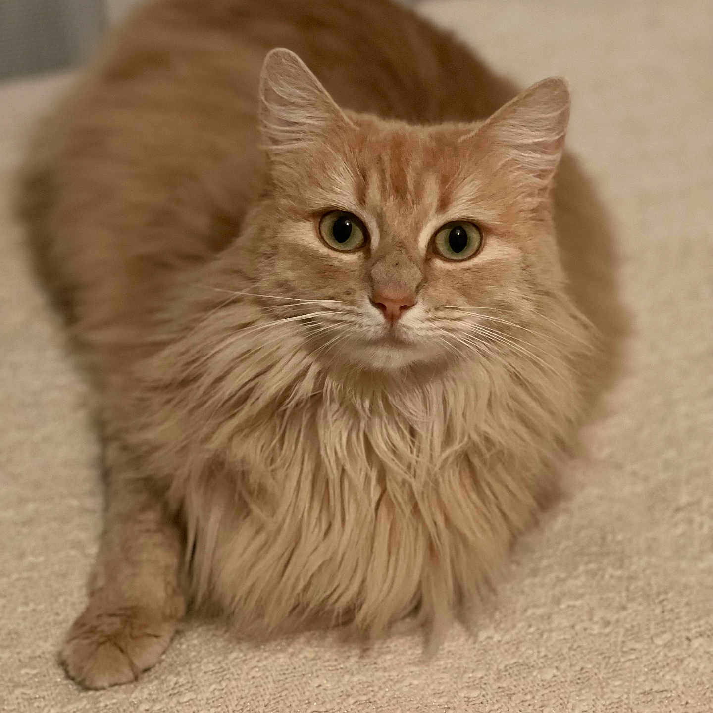 Nala a rejoint le concours — aidez-le/la à gagner de superbes lots ! animal, blanket, cat, close_up, cozy, curious, ears, eyes, feline, fluffy, indoor, long_hair, lying_down, orange_cat, paw, pet, portrait, relaxed, texture, whiskers