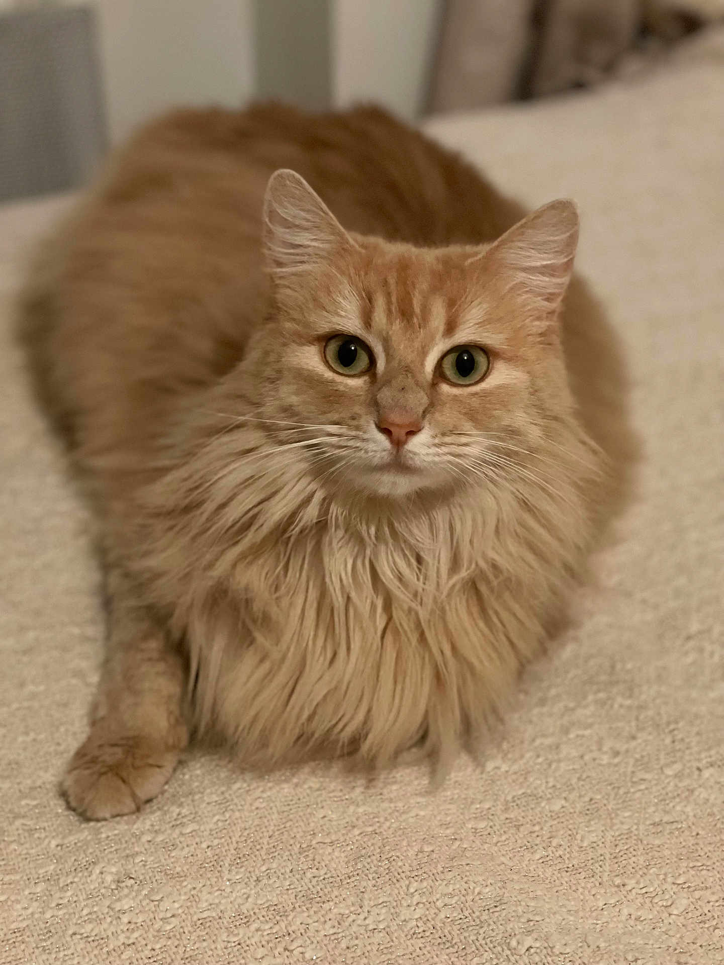 Nala a rejoint le concours — aidez-le/la à gagner de superbes lots ! cat, orange_cat, fluffy, long_hair, pet, animal, feline, lying_down, indoor, blanket, texture, close_up, portrait, whiskers, ears, eyes, paw, cozy, relaxed, curious