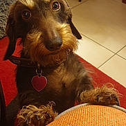 Missoni a rejoint le concours — aidez-le/la à gagner de superbes lots ! dog, dachshund, wire_haired, pet, close_up, portrait, big_eyes, paws, collar, heart_tag, fur, whiskers, indoors, tile_floor, red_rug, couch, looking_up, curious, warm_lighting, cute