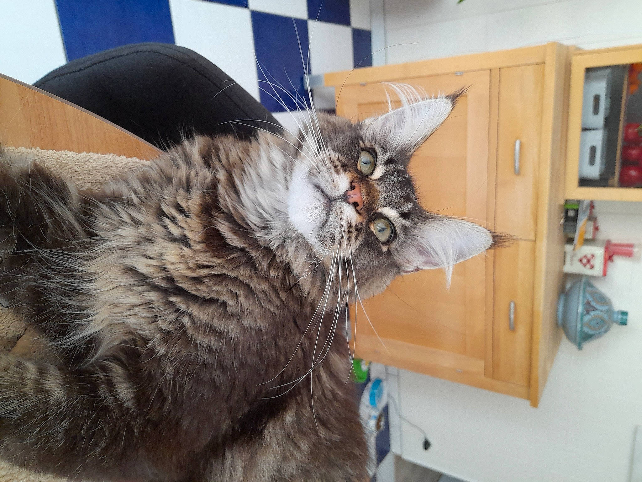 Twix a rejoint le concours — aidez-le/la à gagner de superbes lots ! bookcase, box, carnivore, cat, claw, comfort, domestic_short_haired_cat, felidae, fur, maine_coon, paw, picture_frame, shelf, shelving, small_to_medium_sized_cats, tail, whiskers