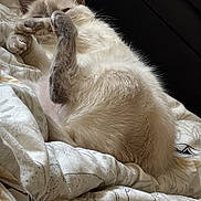 Neige participe au concours pour gagner de l'argent avec cette photo : animal, bedspread, cat, closeup, comfort, cozy, cute, feline, fluffy, fur, home, indoor, patterned, paws, pet, playful, relaxed, resting, sleepy, whiskers