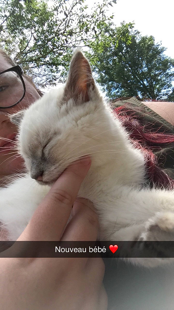 Neige participe au concours pour gagner de l'argent avec cette photo : aegean_cat, carnivore, cat, colorpoint_shorthair, domestic_short_haired_cat, felidae, fur, kitten, nose, photo_caption, ragdoll, small_to_medium_sized_cats, turkish_angora, turkish_van, whiskers