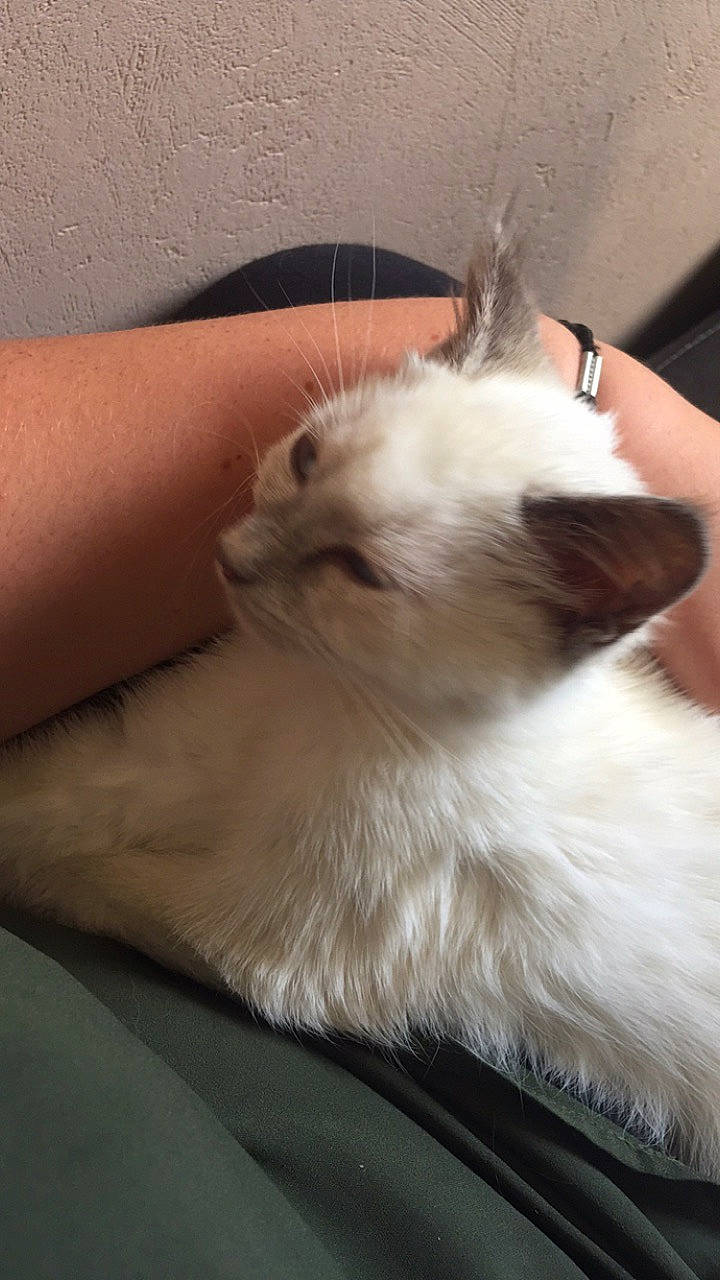 Neige participe au concours pour gagner de l'argent avec cette photo : balinese, birman, carnivore, cat, domestic_long_haired_cat, felidae, fur, himalayan, javanese, mammal, persian, ragamuffin, ragdoll, small_to_medium_sized_cats, turkish_van, whiskers