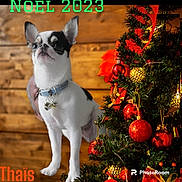 Thaïs participe au concours pour gagner de l'argent avec cette photo : accessories, animal, bulldog, canine, chihuahua, christmas, christmasdecorations, christmastree, conifer, dog, festival, fir, frenchbulldog, husky, ornament, pet, pine, plant, sphere, tree