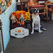 Harper joined the competition — help win amazing prizes! autumn, decorations, dog, fall_decor, flowers, happy, orange, outdoor, pet, plush_toys, porch, pumpkins, rocking_chair, scarecrow, seasonal, sign, smiling_dog, welcome, wood, yellow