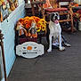 autumn, decorations, dog, fall_decor, flowers, happy, orange, outdoor, pet, plush_toys, porch, pumpkins, rocking_chair, scarecrow, seasonal, sign, smiling_dog, welcome, wood, yellow