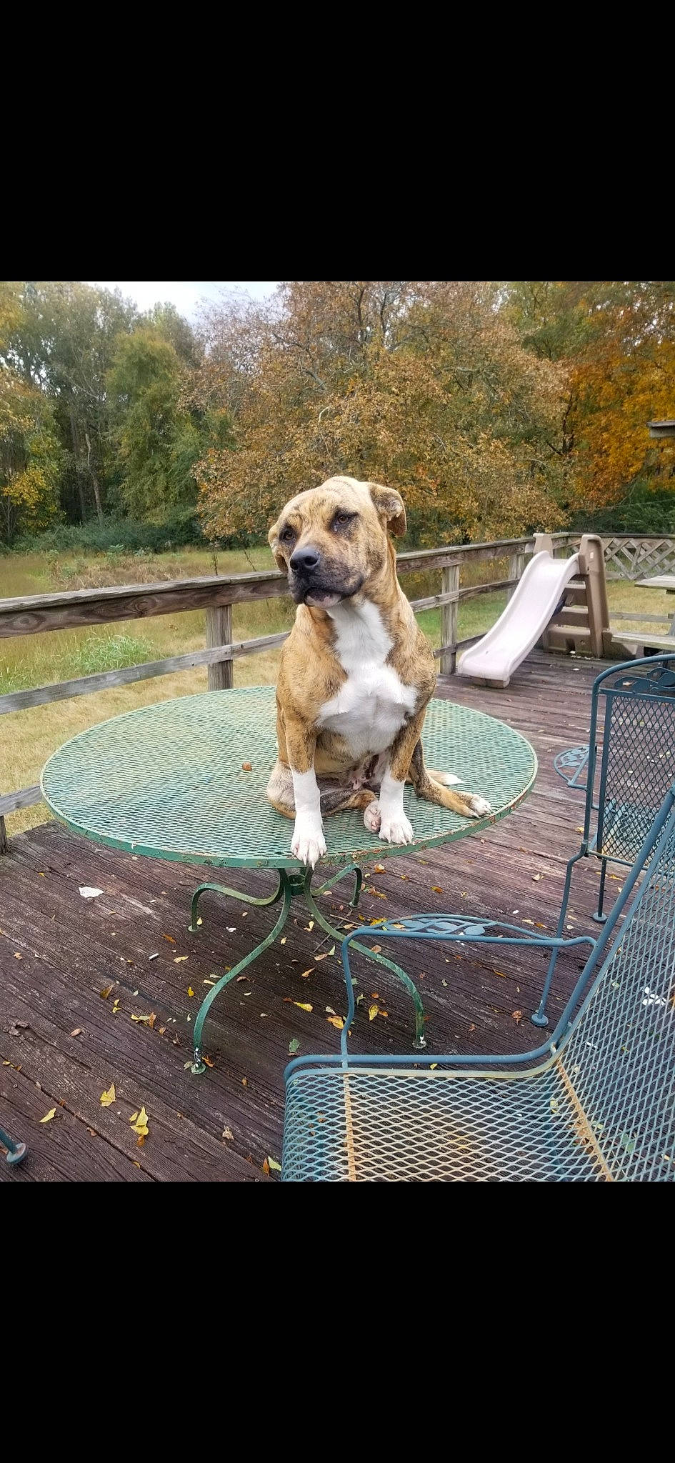 Missy is registered to the contest to win money with this photo: canidae, carnivore, chair, collar, companion_dog, dog, dog_breed, dog_collar, dog_supply, fawn, grass, gun_dog, leisure, outdoor_furniture, pet_supply, plant, sporting_group, tail, tree, working_animal