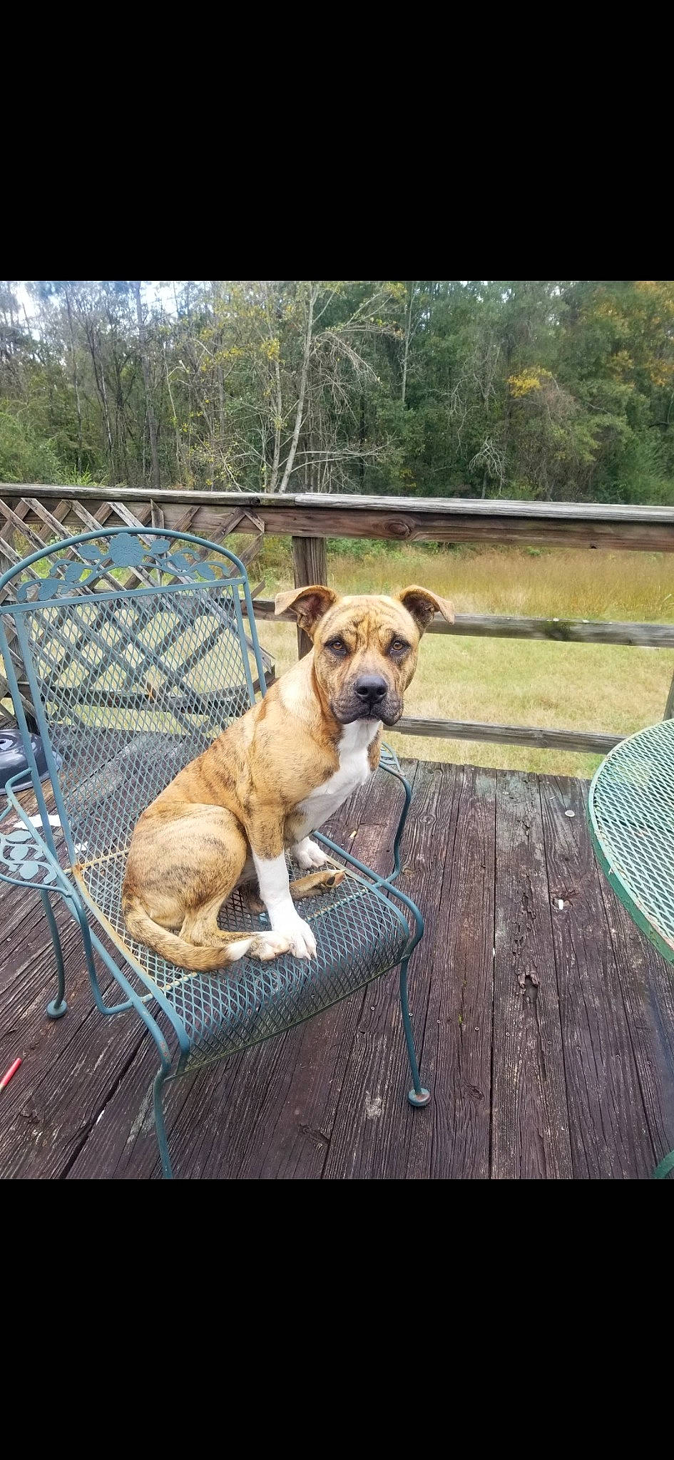 Missy joined the competition — help win amazing prizes! canidae, carnivore, chair, collar, companion_dog, dog, dog_breed, dog_supply, fawn, fence, grass, outdoor_furniture, pet_supply, plant, snout, table, tail, tree, wood, working_animal