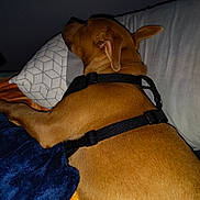 Diesel joined the competition — help win amazing prizes! dog, brown_dog, sleeping, harness, bed, pillow, blanket, indoor, resting, fur, pet, canine, comfort, relaxation, domestic_animal, animal, sleep, side_view, close_up, quiet