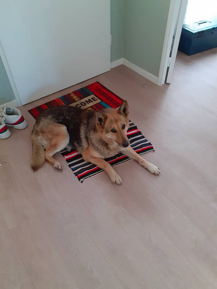 Nikita a rejoint le concours — aidez-le/la à gagner de superbes lots ! canidae, carnivore, companion_dog, dog, dog_breed, dog_supply, fawn, felidae, floor, flooring, fur, hardwood, laminate_flooring, paw, room, snout, sporting_group, tail, wood, wood_flooring