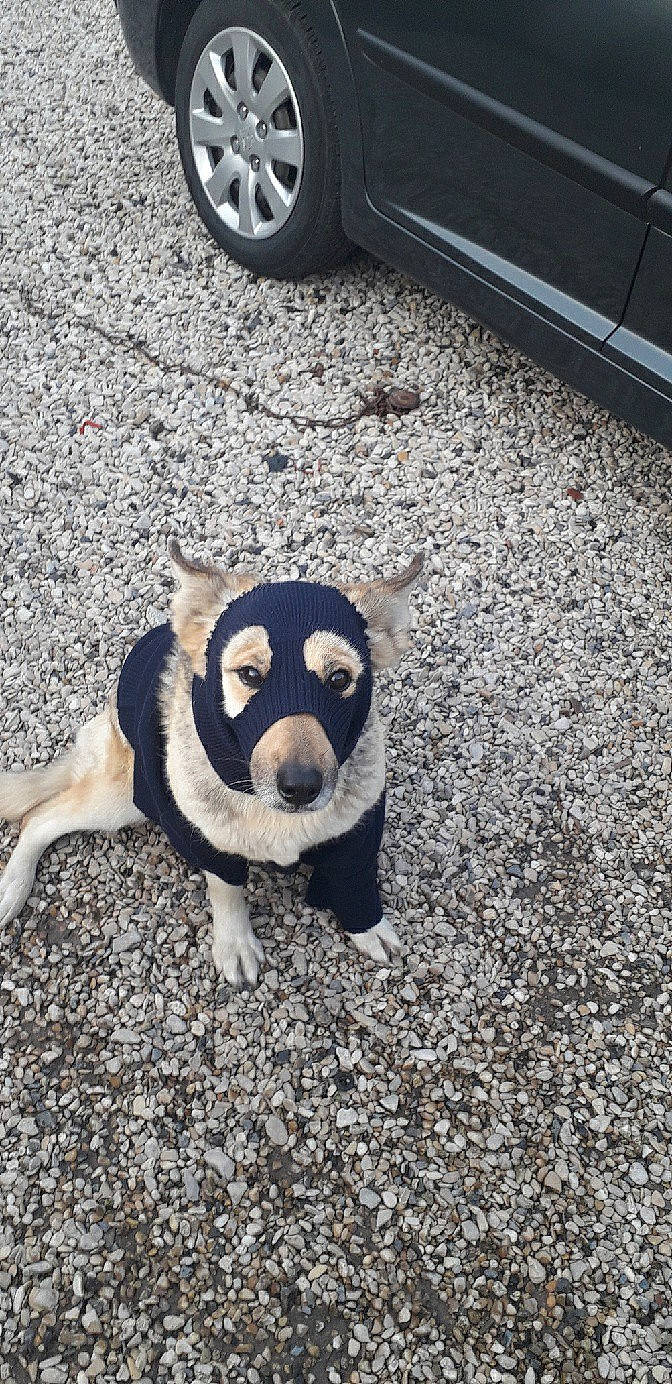 Nikita a rejoint le concours — aidez-le/la à gagner de superbes lots ! asphalt, automotive_lighting, automotive_tire, carnivore, companion_dog, dog, dog_breed, fawn, fender, hubcap, road_surface, tail, terrestrial_animal, tire, tire_care, toy, tread, wheel, whiskers, working_animal