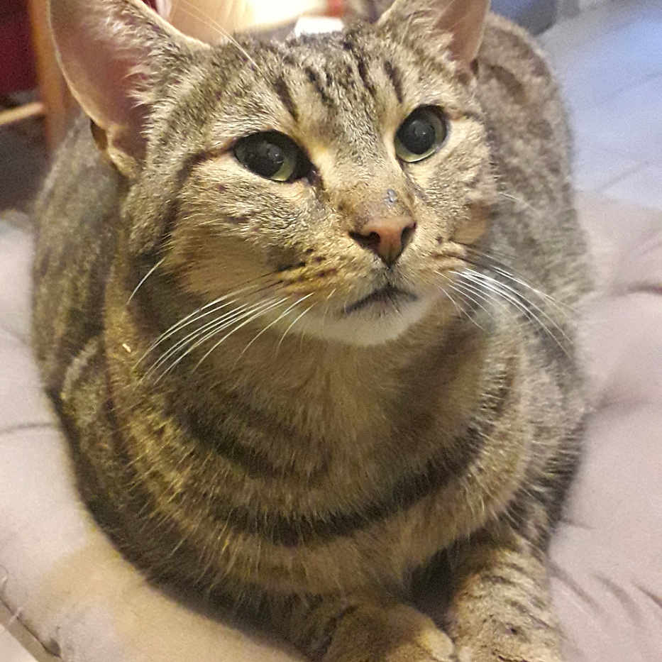 Caramel