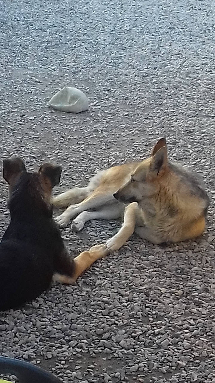 Brutus participe au concours pour gagner de l'argent avec cette photo : asphalt, canidae, carnivore, companion_dog, dog, dog_breed, fawn, grey, mammal, non_sporting_group, road_surface, shadow, sitting, snout, sporting_group, street_dog, tail, terrestrial_animal, tints_and_shades, working_animal