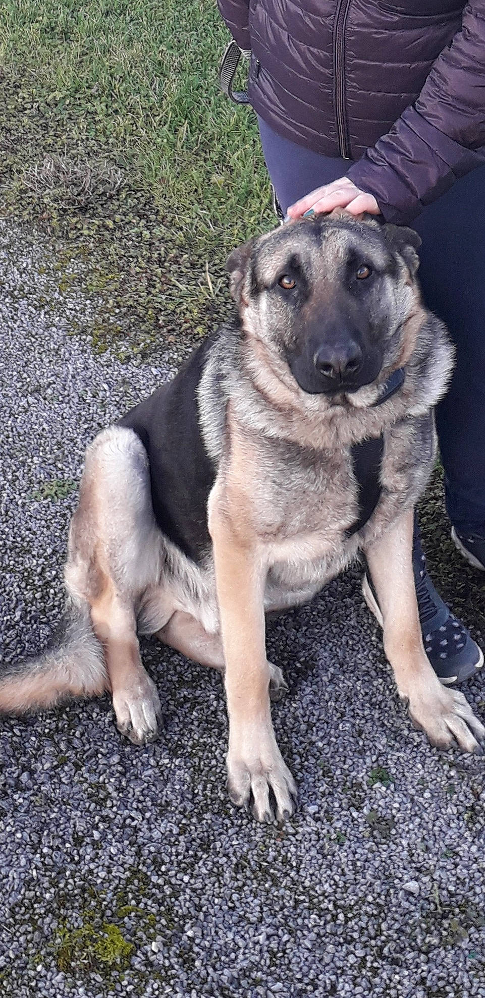 Brutus a rejoint le concours — aidez-le/la à gagner de superbes lots ! ancient_dog_breeds, canidae, carnivore, companion_dog, dog, dog_breed, fawn, foot, german_shepherd_dog, grass, herding_dog, paw, plant, puppy, sporting_group, tail, terrestrial_animal, tree, working_animal, working_dog