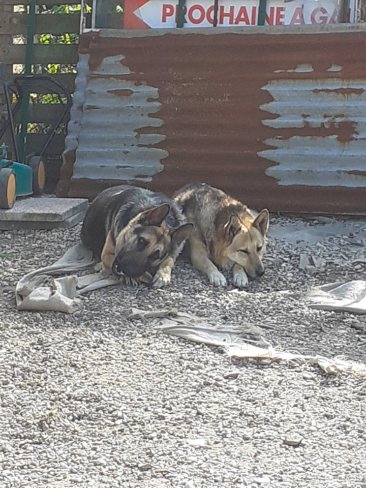 Brutus participe au concours pour gagner de l'argent avec cette photo : automotive_tire, automotive_wheel_system, canidae, carnivore, dog, dog_breed, felidae, landscape, mammal, road_surface, snout, soil, sporting_group, tail, terrestrial_animal, tire, vertebrate, wheel, wood, working_animal
