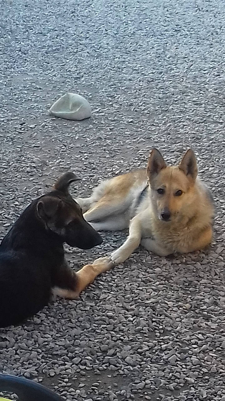 Brutus a rejoint le concours — aidez-le/la à gagner de superbes lots ! ancient_dog_breeds, canidae, carnivore, companion_dog, dog, dog_breed, fawn, non_sporting_group, road_surface, shadow, snout, sporting_group, street_dog, tail, water, working_animal, working_dog