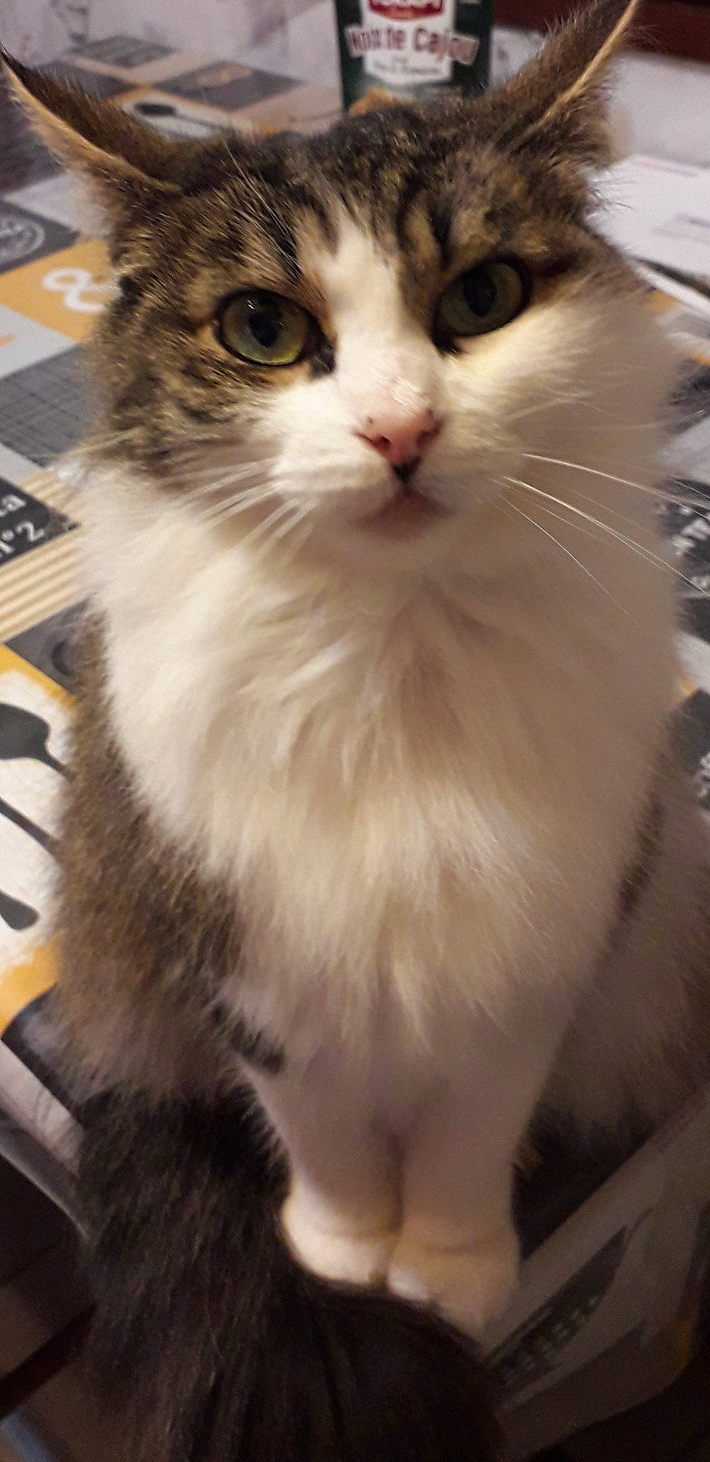 Michou a rejoint le concours — aidez-le/la à gagner de superbes lots ! box, british_longhair, carnivore, cat, claw, computer_keyboard, domestic_short_haired_cat, fawn, felidae, fur, iris, paw, small_to_medium_sized_cats, snout, tail, terrestrial_animal, whiskers