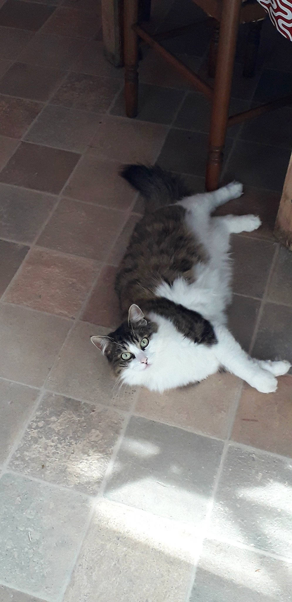 Michou participe au concours pour gagner de l'argent avec cette photo : carnivore, cat, dog_breed, domestic_short_haired_cat, european_shorthair, fawn, felidae, floor, kitten, norwegian_forest_cat, polydactyl_cat, small_to_medium_sized_cats, tail, whiskers