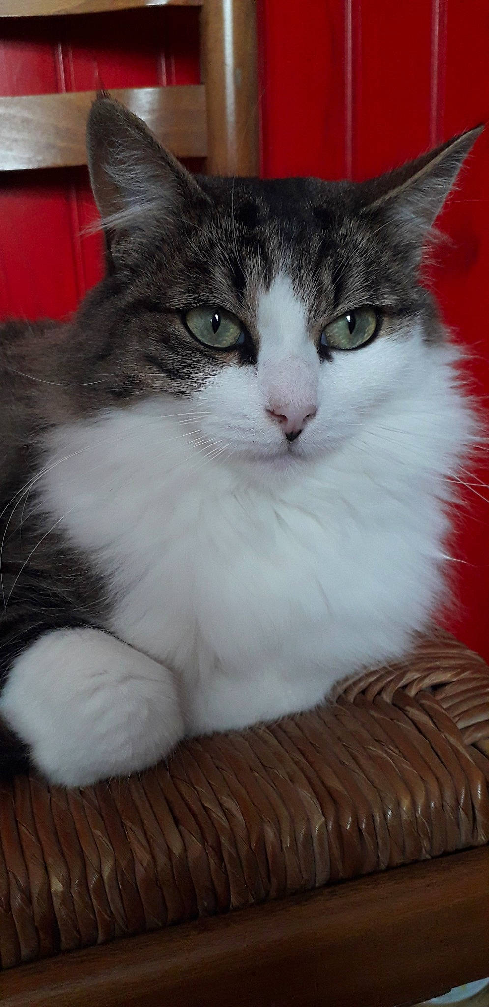 Michou participe au concours pour gagner de l'argent avec cette photo : carnivore, cat, claw, domestic_short_haired_cat, eye, felidae, fur, paw, sitting, small_to_medium_sized_cats, snout, tail, whiskers, window