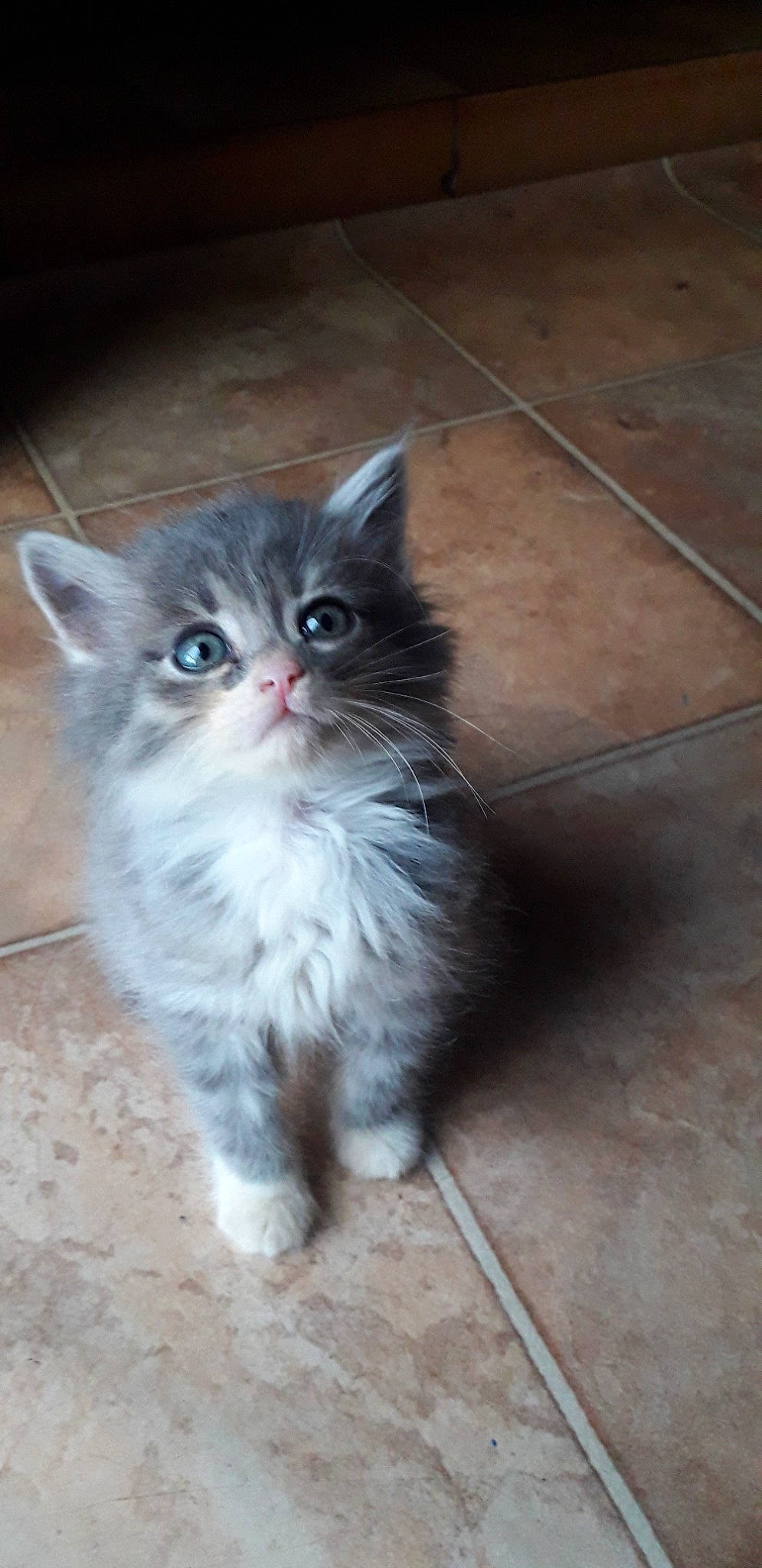 Mini Chou participe au concours pour gagner de l'argent avec cette photo : asian_semi_longhair, british_longhair, british_semi_longhair, carnivore, cat, cymric, domestic_long_haired_cat, domestic_short_haired_cat, eye, felidae, kitten, mammal, norwegian_forest_cat, persian, polydactyl_cat, ragamuffin, siberian, small_to_medium_sized_cats, vertebrate, whiskers