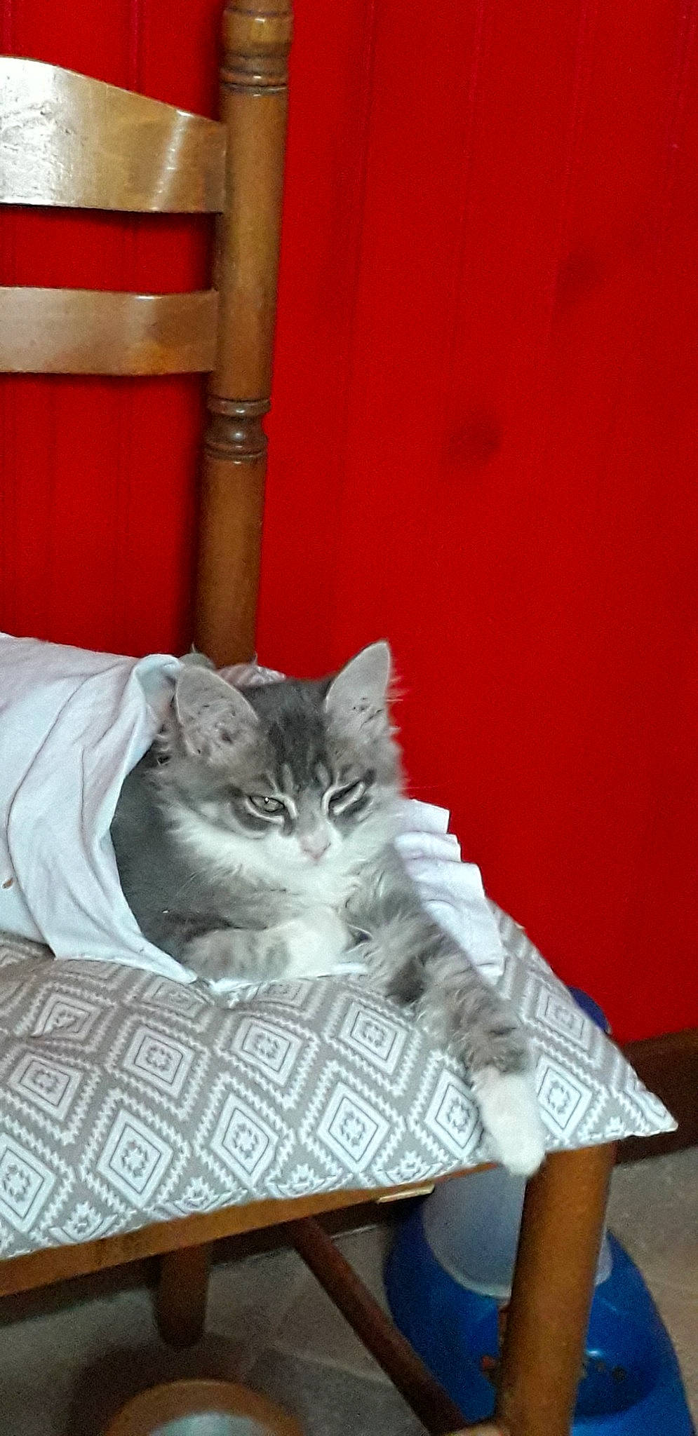 Mini Chou a rejoint le concours — aidez-le/la à gagner de superbes lots ! asian, carnivore, cat, domestic_short_haired_cat, european_shorthair, felidae, kitten, mammal, norwegian_forest_cat, small_to_medium_sized_cats, whiskers