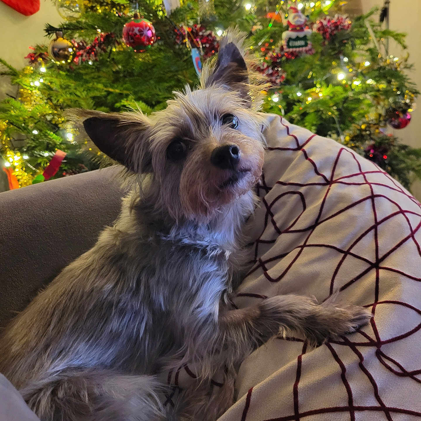 Ruby participe au concours pour gagner de l'argent avec cette photo : animal, christmas_tree, cozy, cushion, cute, decorations, dog, ears, face, festive, fur, furniture, holiday_decor, home, indoor, lights, ornaments, pattern, pet, relaxing
