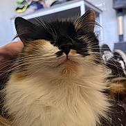 Lady is registered to the contest to win money with this photo: cat, calico, fluffy, pet, indoor, close_up, whiskers, fur, face, relaxed, content, animal, cute, domestic, mammal, feline, resting, soft, hand, scratching