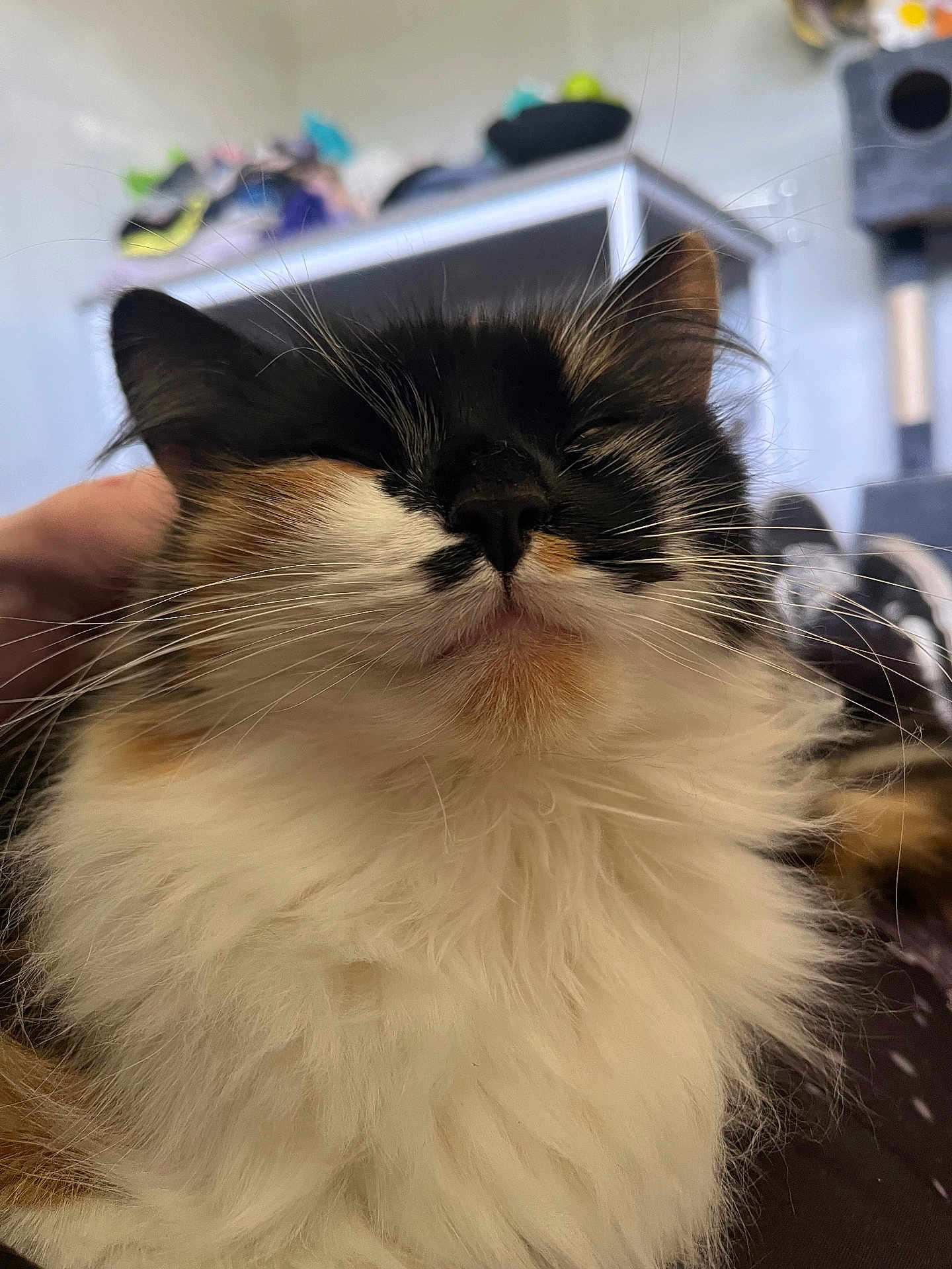 Lady is registered to the contest to win money with this photo: cat, calico, fluffy, pet, indoor, close_up, whiskers, fur, face, relaxed, content, animal, cute, domestic, mammal, feline, resting, soft, hand, scratching