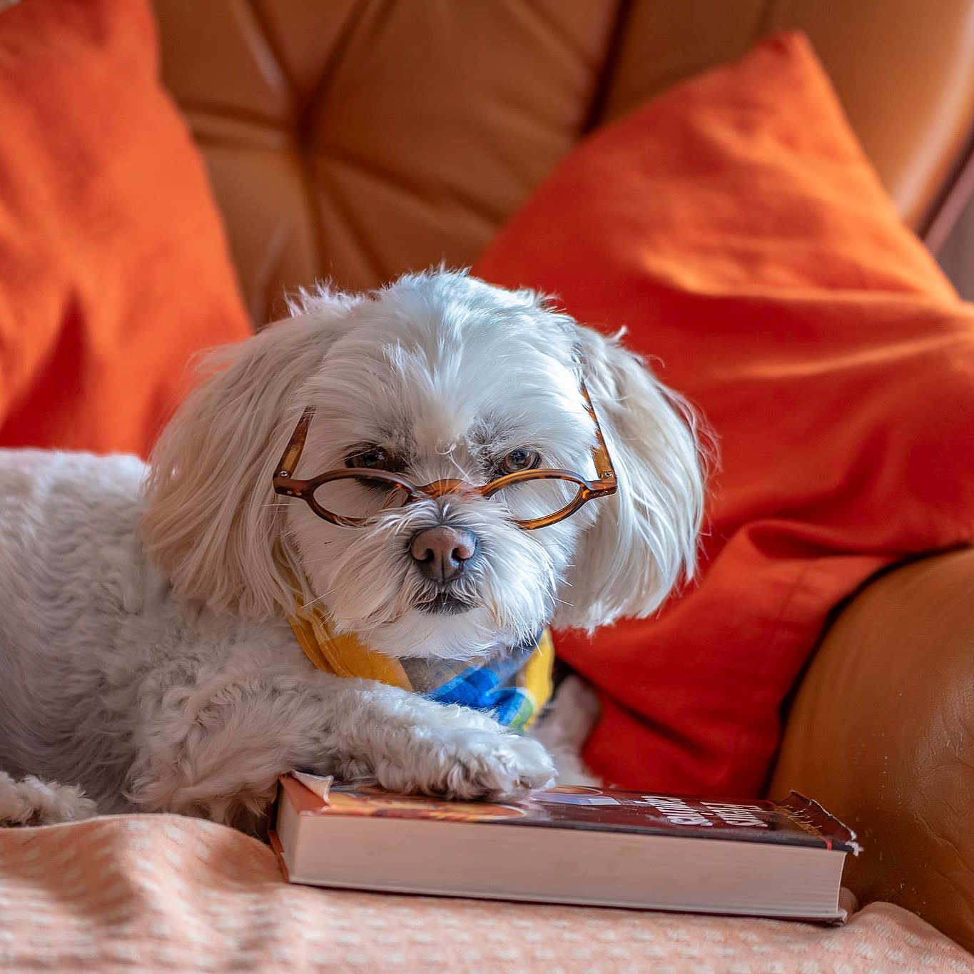 Iwok