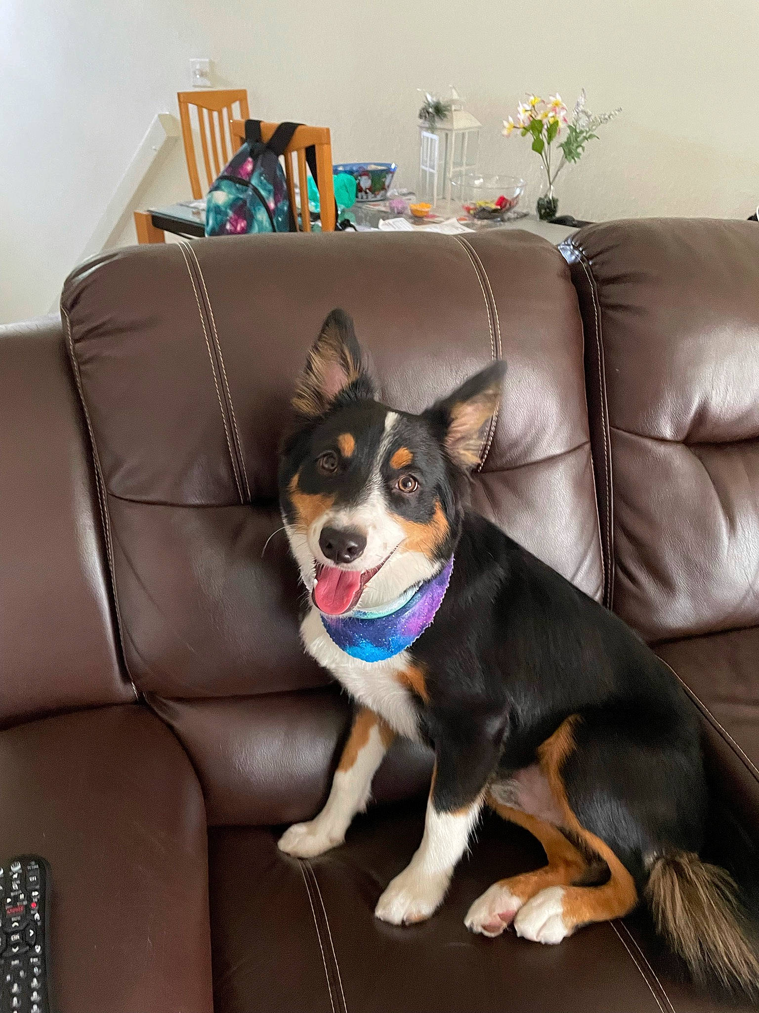 Mochi is registered to the contest to win money with this photo: canidae, carnivore, chair, collar, comfort, companion_dog, couch, dog, dog_breed, dog_supply, door, flooring, living_room, picture_frame, plant, purple, room, snout, sporting_group, working_animal