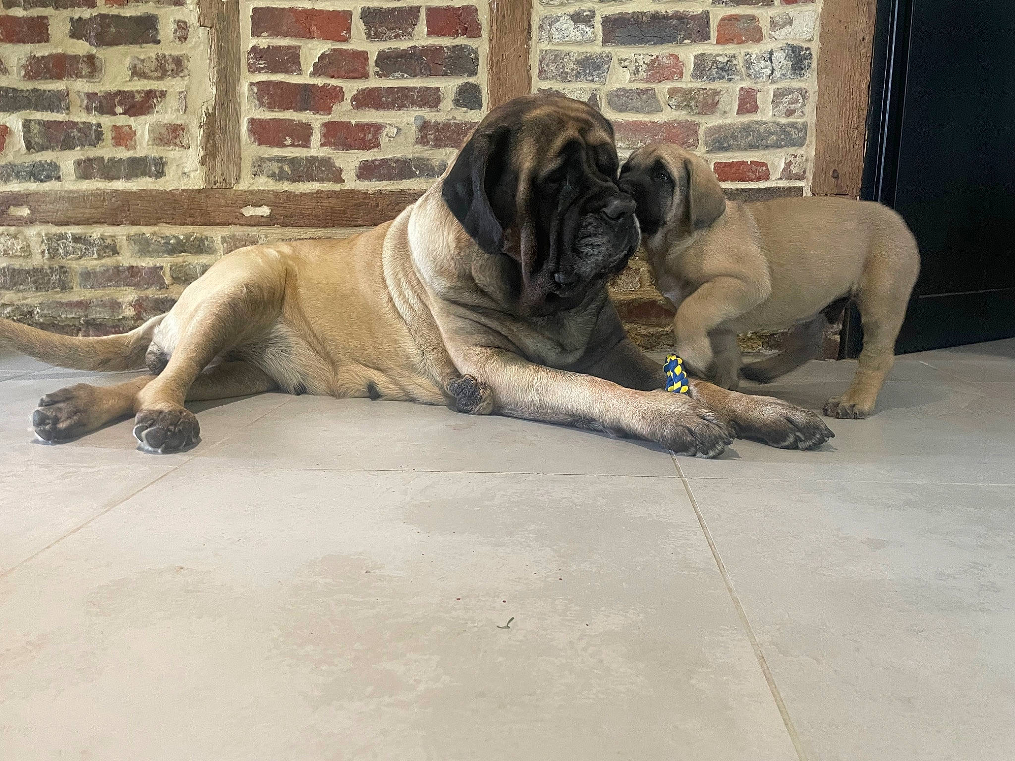 Bella participe au concours pour gagner de l'argent avec cette photo : ancient_dog_breeds, canidae, carnivore, companion_dog, dog, dog_breed, fawn, flooring, guard_dog, molosser, non_sporting_group, snout, sporting_group, terrestrial_animal, working_animal, working_dog, wrinkle