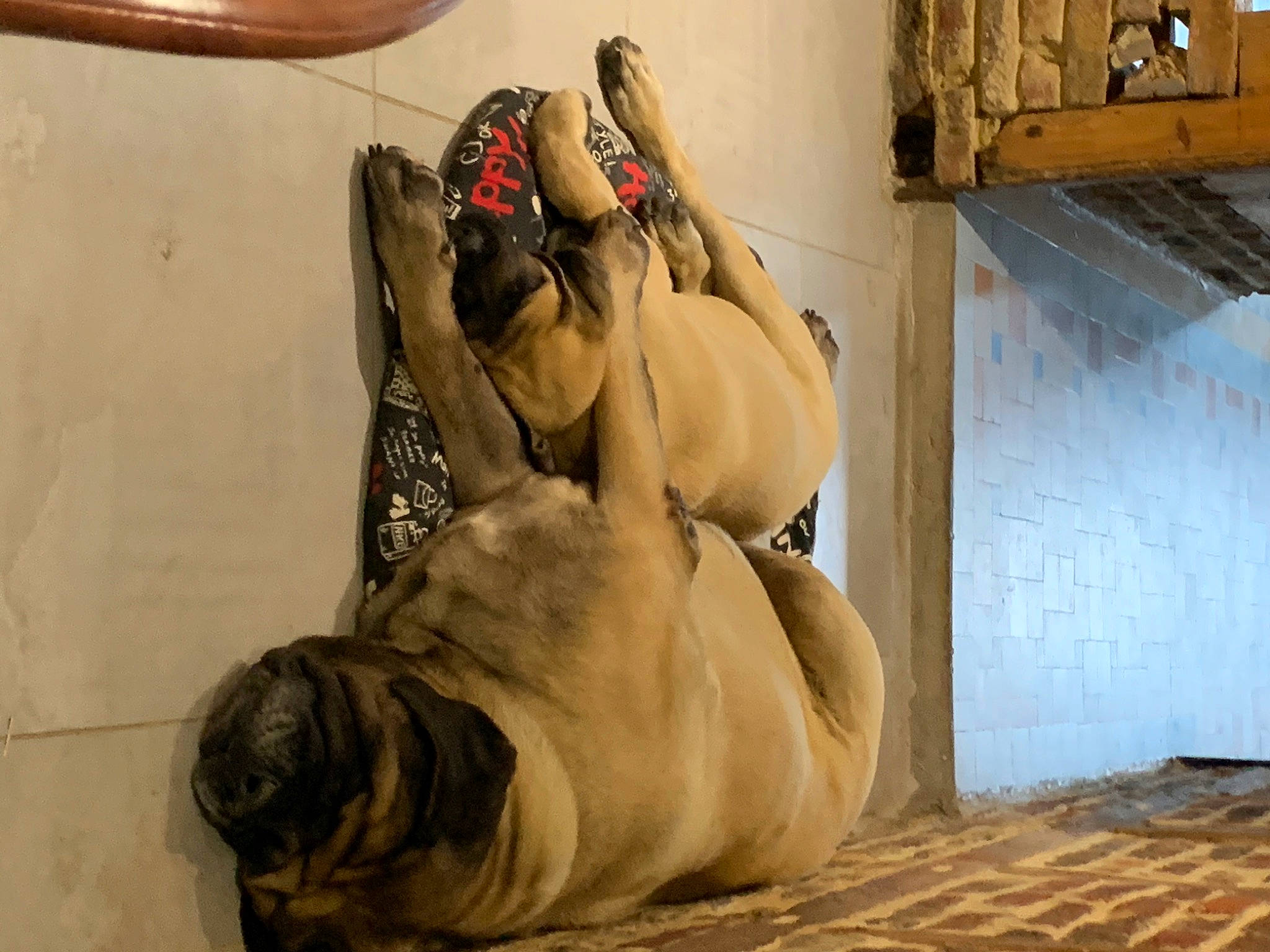 Bella participe au concours pour gagner de l'argent avec cette photo : art, canidae, carnivore, chest, comfort, companion_dog, dog, dog_breed, fawn, felidae, foot, human_leg, knee, snout, sporting_group, terrestrial_animal, trunk, visual_arts, wood, wrinkle