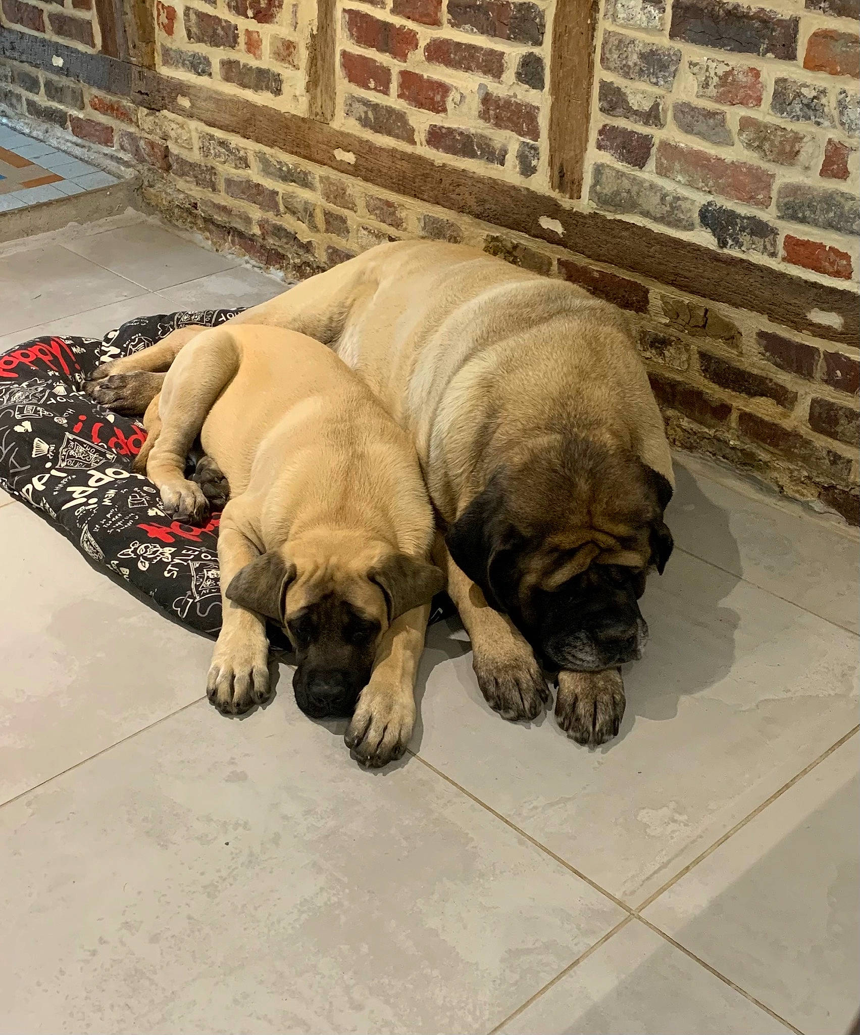 Bella a rejoint le concours — aidez-le/la à gagner de superbes lots ! brick, canidae, carnivore, comfort, companion_dog, dog, dog_breed, fawn, floor, flooring, nap, non_sporting_group, pug, snout, sporting_group, terrestrial_animal, working_animal, working_dog, wrinkle