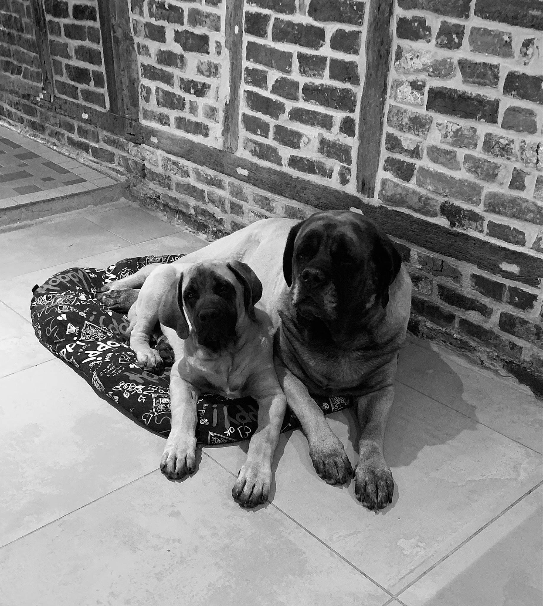 Scharly participe au concours pour gagner de l'argent avec cette photo : black_and_white, brick, canidae, carnivore, collar, companion_dog, dog, dog_breed, dog_collar, fawn, floor, flooring, monochrome, monochrome_photography, pug, snout, style, toy_dog, window, working_animal