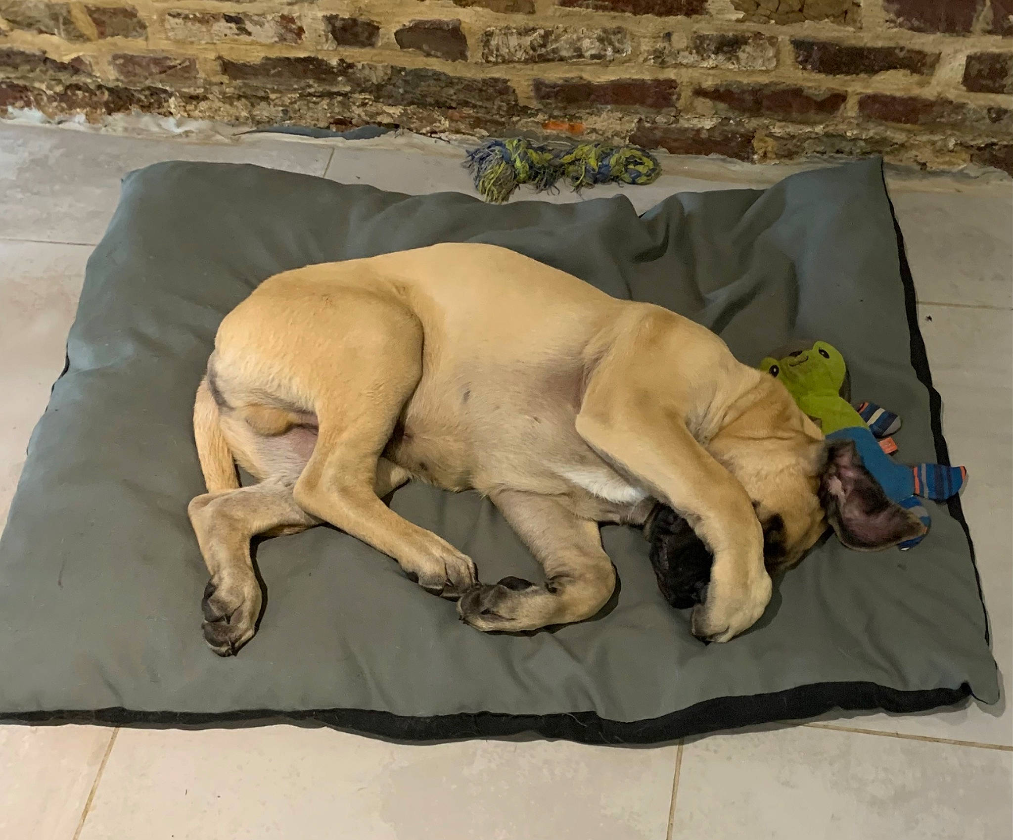 Scharly participe au concours pour gagner de l'argent avec cette photo : art, barechested, big_cats, canidae, carnivore, companion_dog, dog_breed, fawn, felidae, grass, linens, lion, mammal, paw, small_to_medium_sized_cats, sporting_group, tail, terrestrial_animal, toy, working_animal