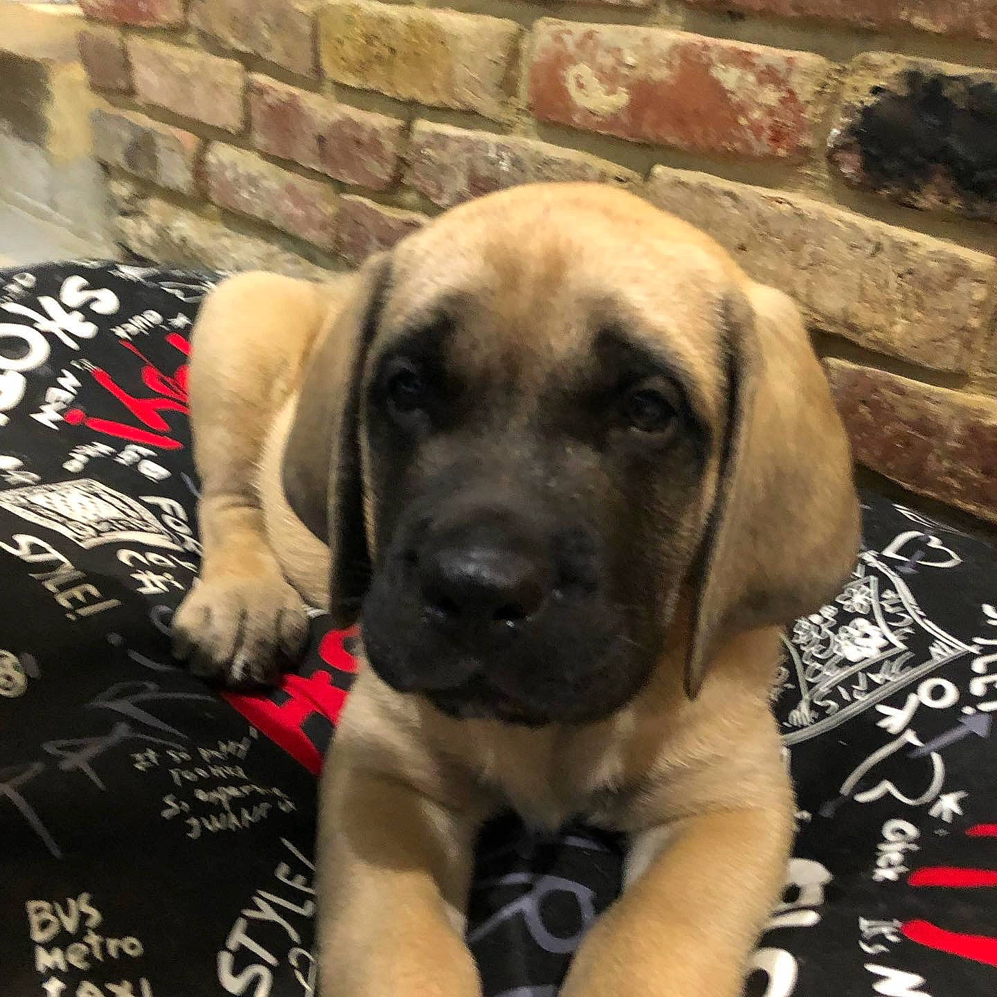 Scharly a rejoint le concours — aidez-le/la à gagner de superbes lots ! ancient_dog_breeds, canidae, carnivore, companion_dog, dog, dog_breed, fawn, fur, guard_dog, paw, puppy, snout, sporting_group, terrestrial_animal, whiskers, working_animal, working_dog