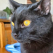 Miet participe au concours pour gagner de l'argent avec cette photo : black_cat, cat, close_up, yellow_eyes, whiskers, indoor, pet, feline, fur, animal, domestic_animal, portrait, cute, face, side_view, looking_away, whiskers_visible, soft_light, houseplant, wooden_furniture