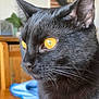 black_cat, cat, close_up, yellow_eyes, whiskers, indoor, pet, feline, fur, animal, domestic_animal, portrait, cute, face, side_view, looking_away, whiskers_visible, soft_light, houseplant, wooden_furniture