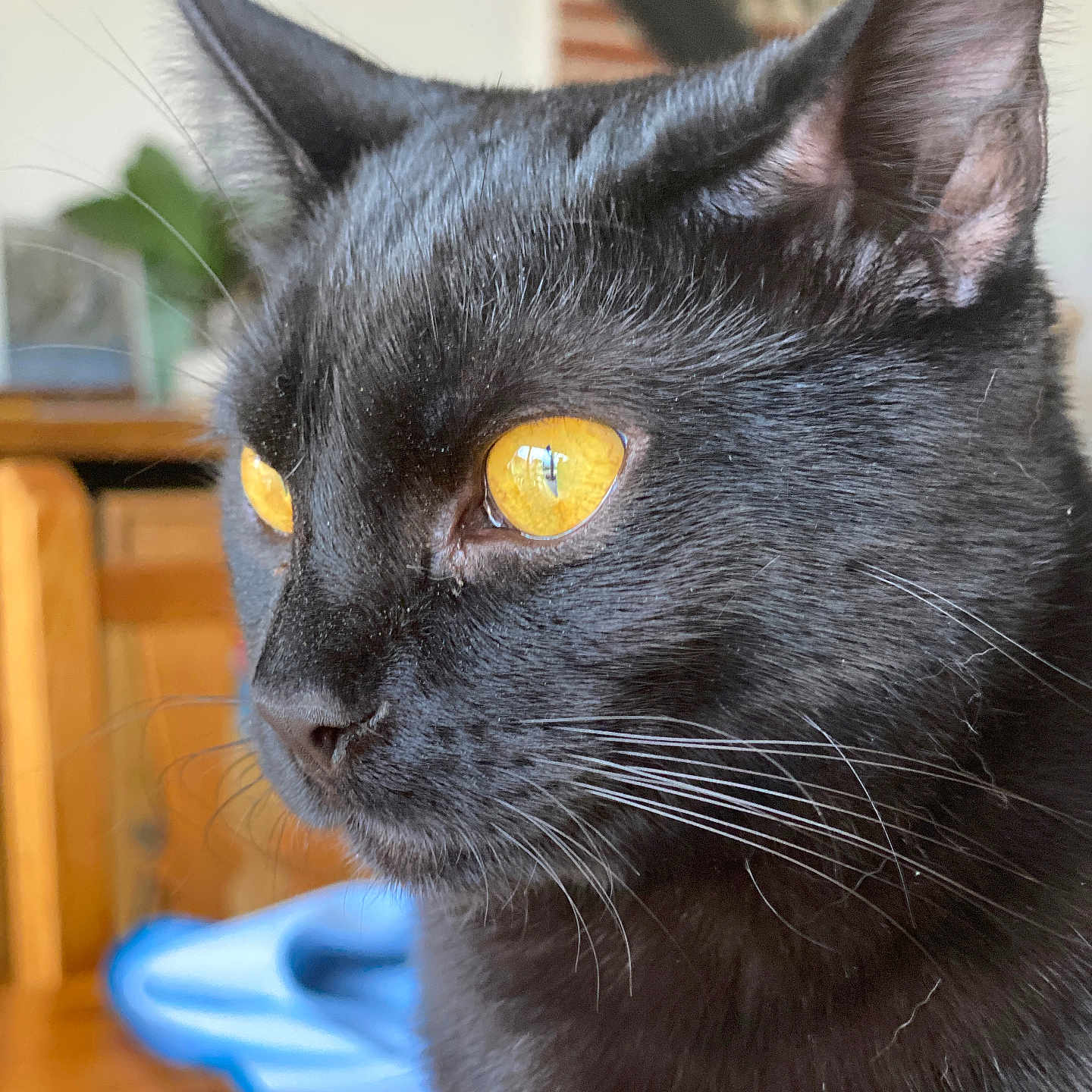 Miet participe au concours pour gagner de l'argent avec cette photo : animal, black_cat, cat, close_up, cute, domestic_animal, face, feline, fur, houseplant, indoor, looking_away, pet, portrait, side_view, soft_light, whiskers, whiskers_visible, wooden_furniture, yellow_eyes